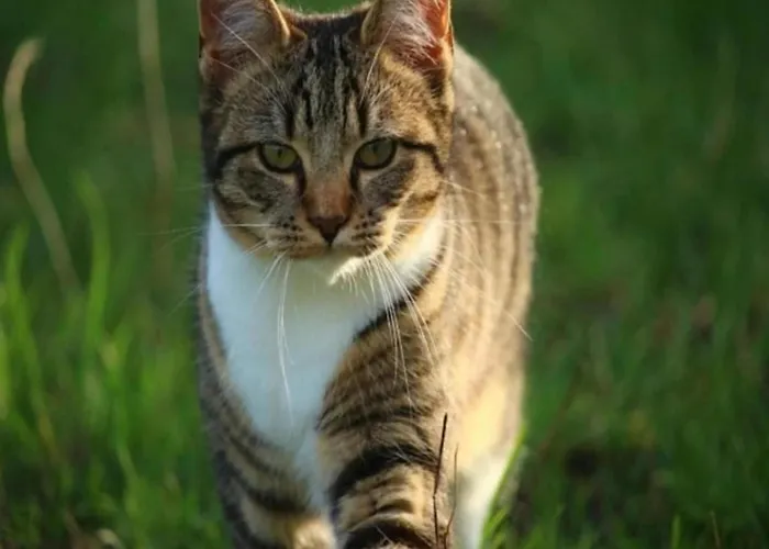 Tatil Evi Haus In Ostfriesland Mit Garten